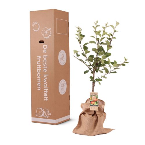 Arbre fruitier 95 cm - image 11